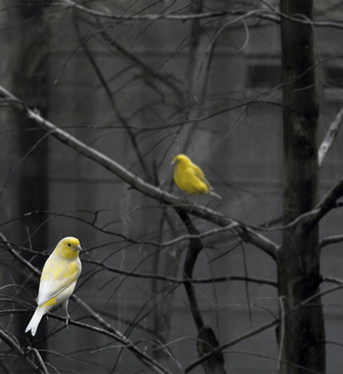 redes anti aves